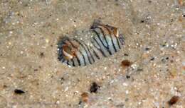 Image of Striped Pyjama Squid