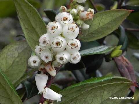 Image de Gaultheria insana (Molina) D. J. Middleton