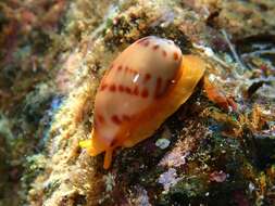 Image of Notocypraea comptonii (Gray 1847)