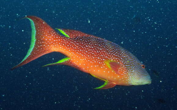 Image of Common Lyre-tail Cod