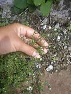 Image of thyme-leaved sandwort