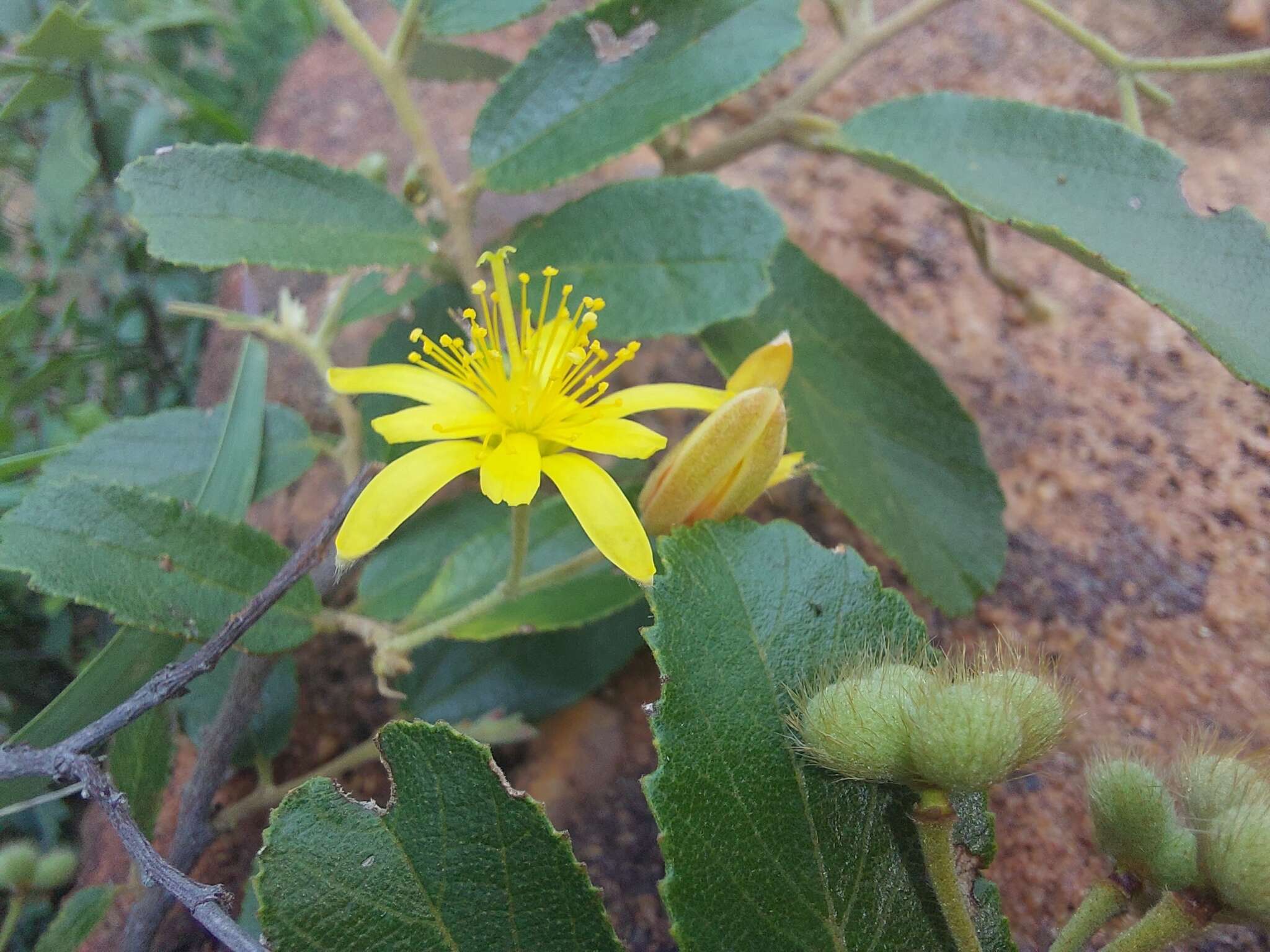 Image of Grewia rogersii Burtt Davy & Greenway