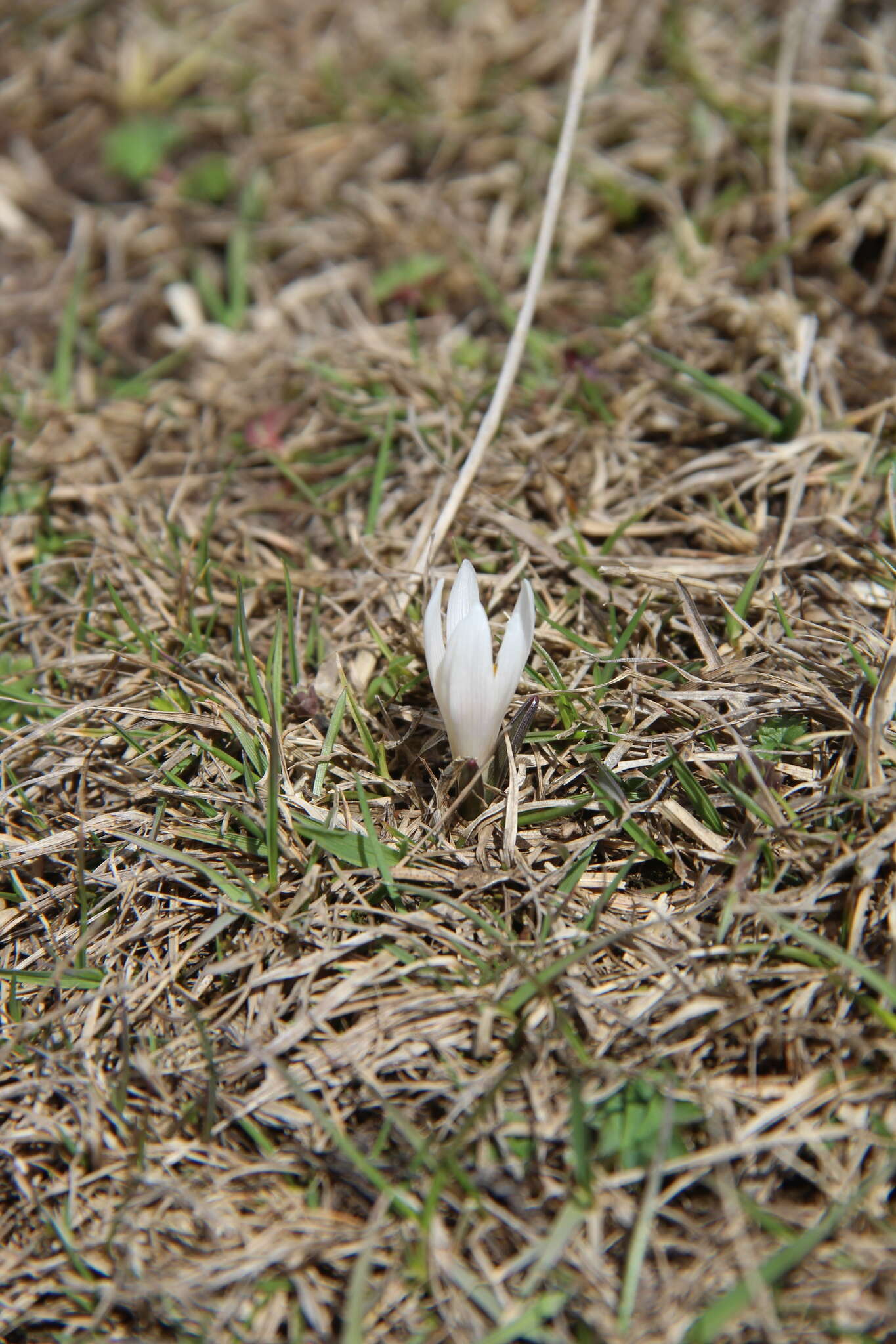 Image of Colchicum trigynum (Steven ex Adam) Stearn