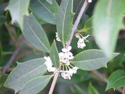 Image of holly osmanthus