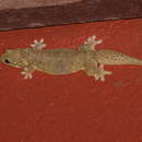 Image of Kanchanaburi Four-clawed Gecko