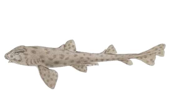 Image of Galapagos Bullhead Shark