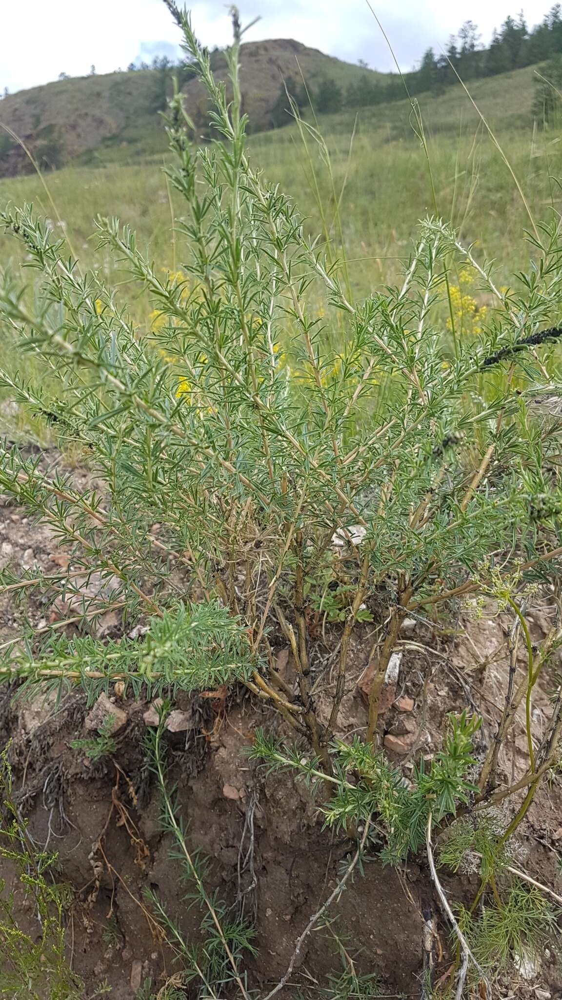 Слика од Caragana pygmaea (L.) DC.