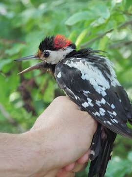 Image of Syrian Woodpecker