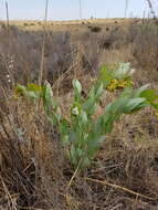 Sivun Asclepias glaucophylla (Schltr.) Schltr. kuva