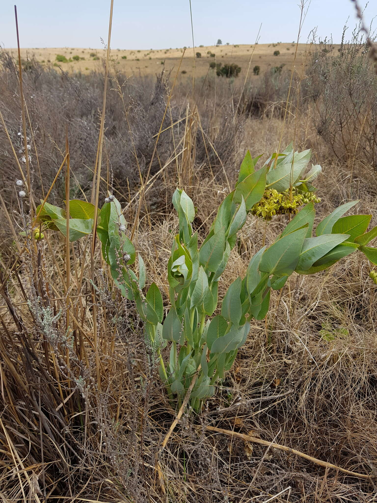 Sivun Asclepias glaucophylla (Schltr.) Schltr. kuva