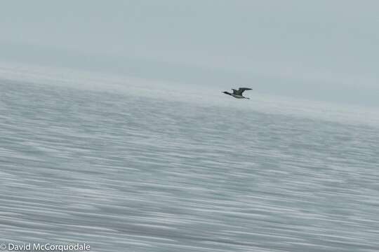 Image of White-billed Diver