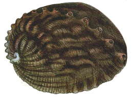 Image of giant abalone