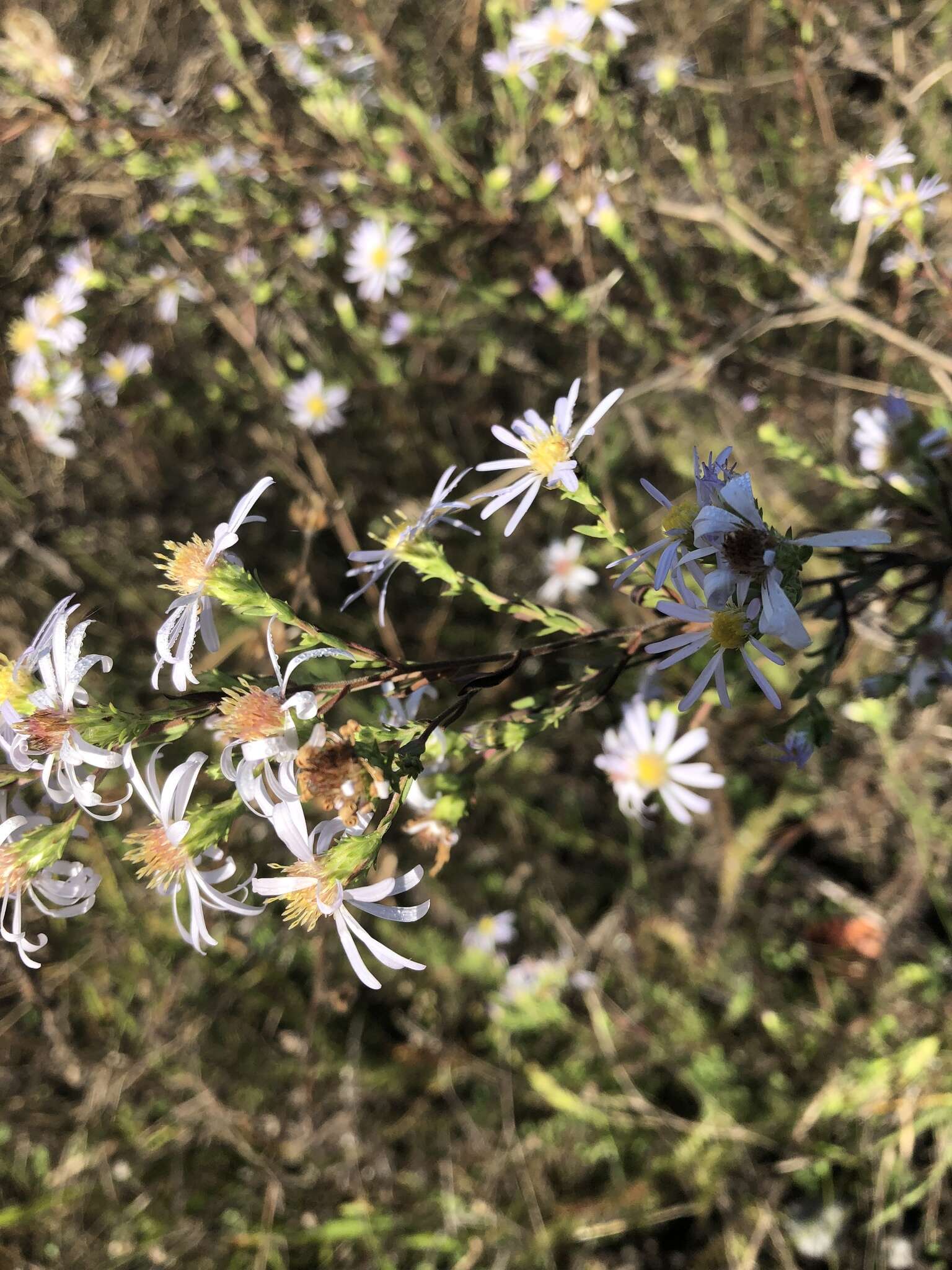 Image of Hall's aster