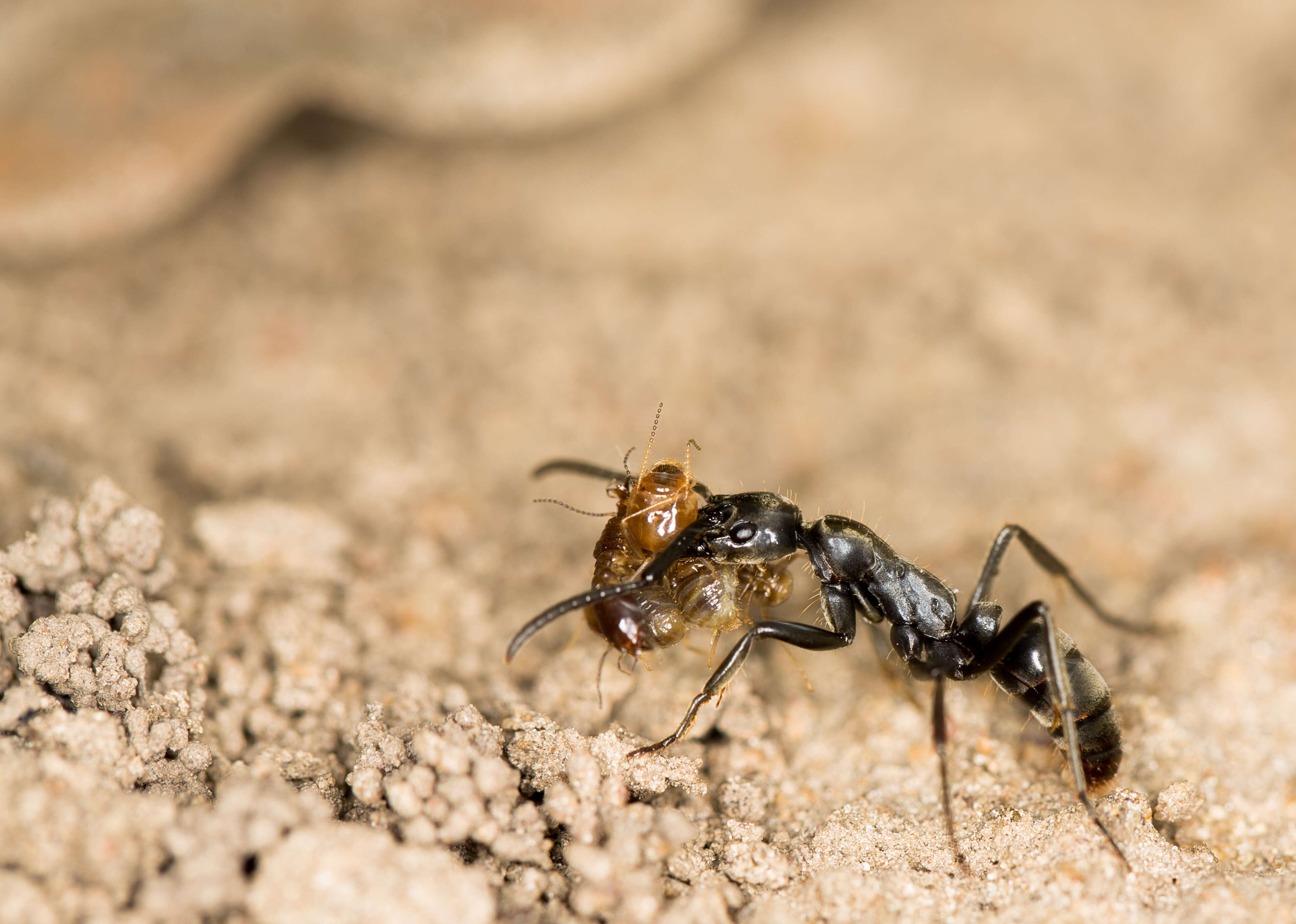 Image of Matabele ant