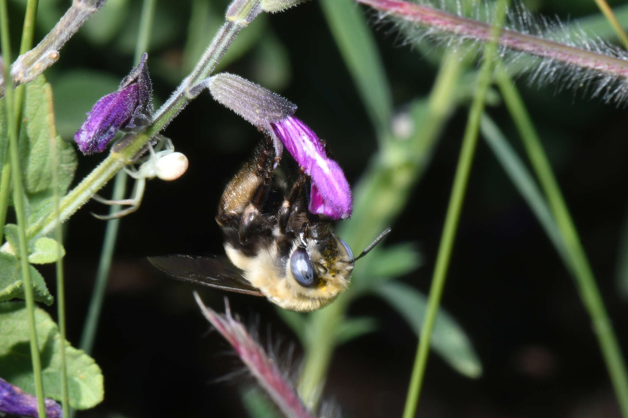 Sivun Anthophora montana Cresson 1869 kuva