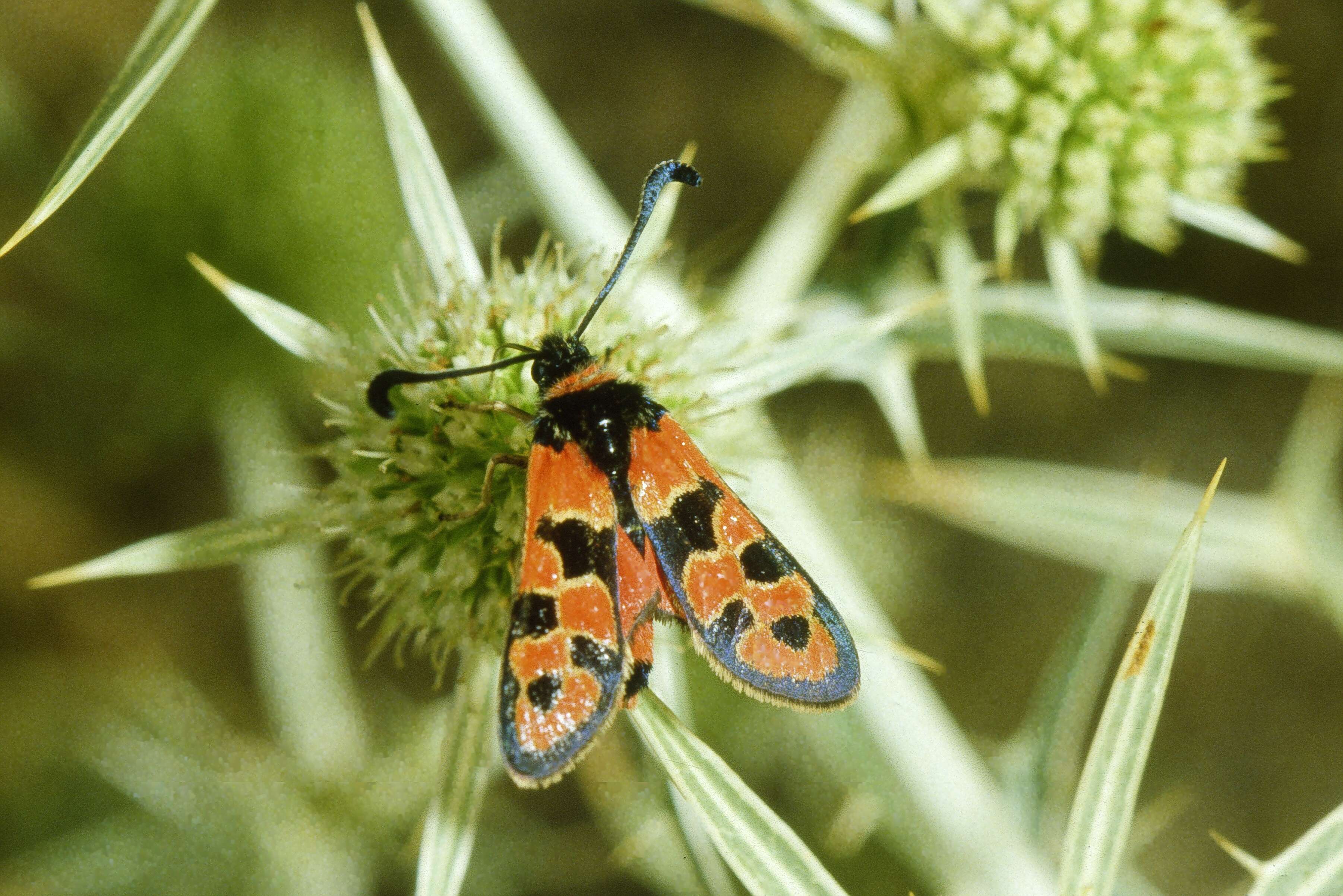 Image of Zygaena fausta Linnaeus 1767