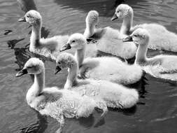 Image of Mute Swan