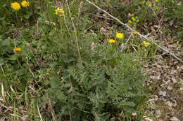 Image of Erucastrum nasturtiifolium (Poir.) O. E. Schulz