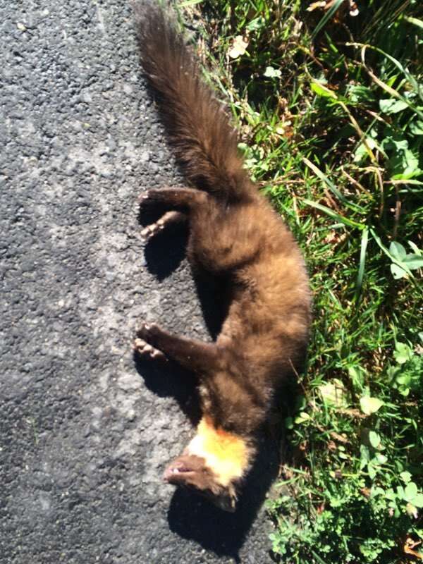 Image of European Pine Marten