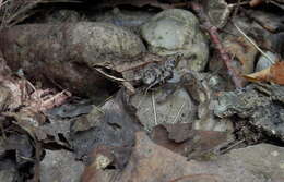 Image of Wood Frog