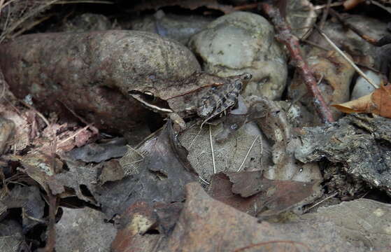 Lithobates sylvaticus (Le Conte 1825) resmi