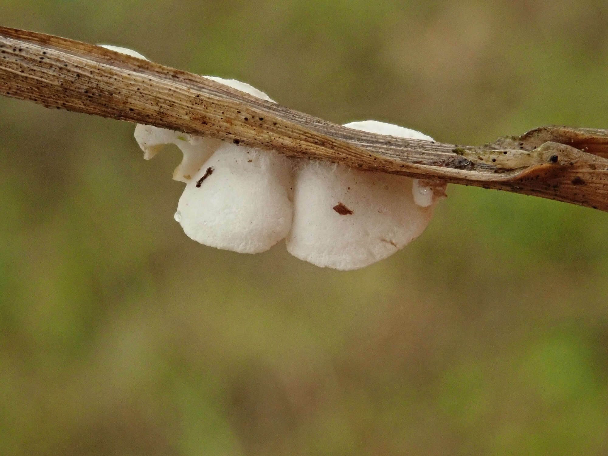 Crepidotus epibryus (Fr.) Quél. 1888 resmi