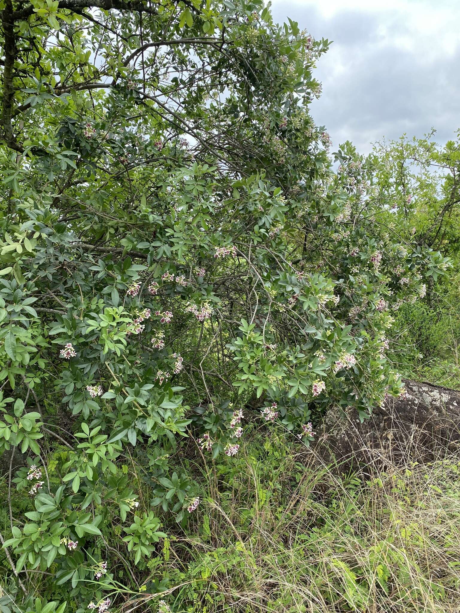 Schrebera alata (Hochst.) Welw. resmi