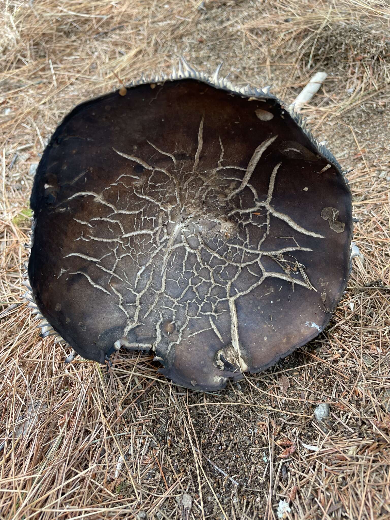 Image of Russula dissimulans Shaffer 1962