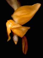 Image of Stanhopea annulata Mansf.