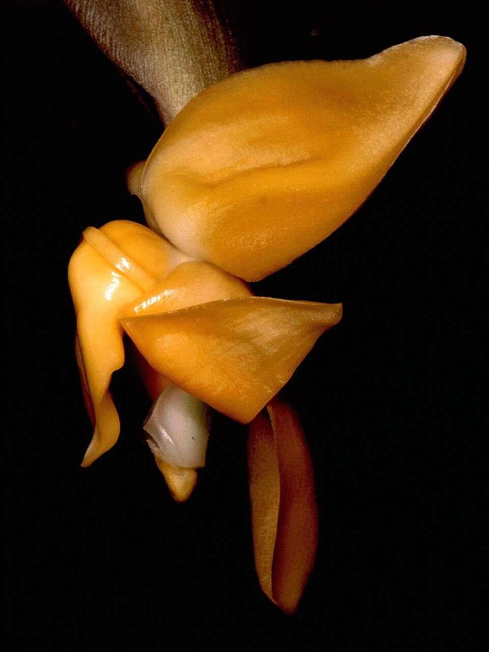 Image of Stanhopea annulata Mansf.