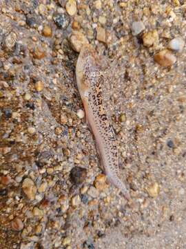 Image of Riverine Stargazer