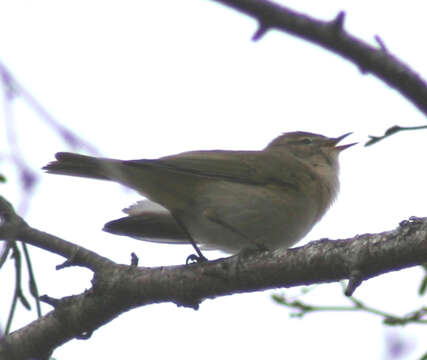 Image of Common Chiffchaff