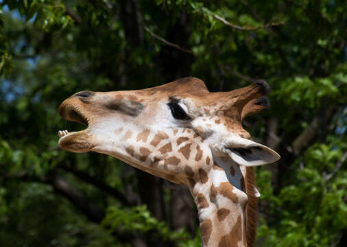 Image of West African Giraffe