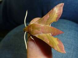 Image of small elephant hawk-moth