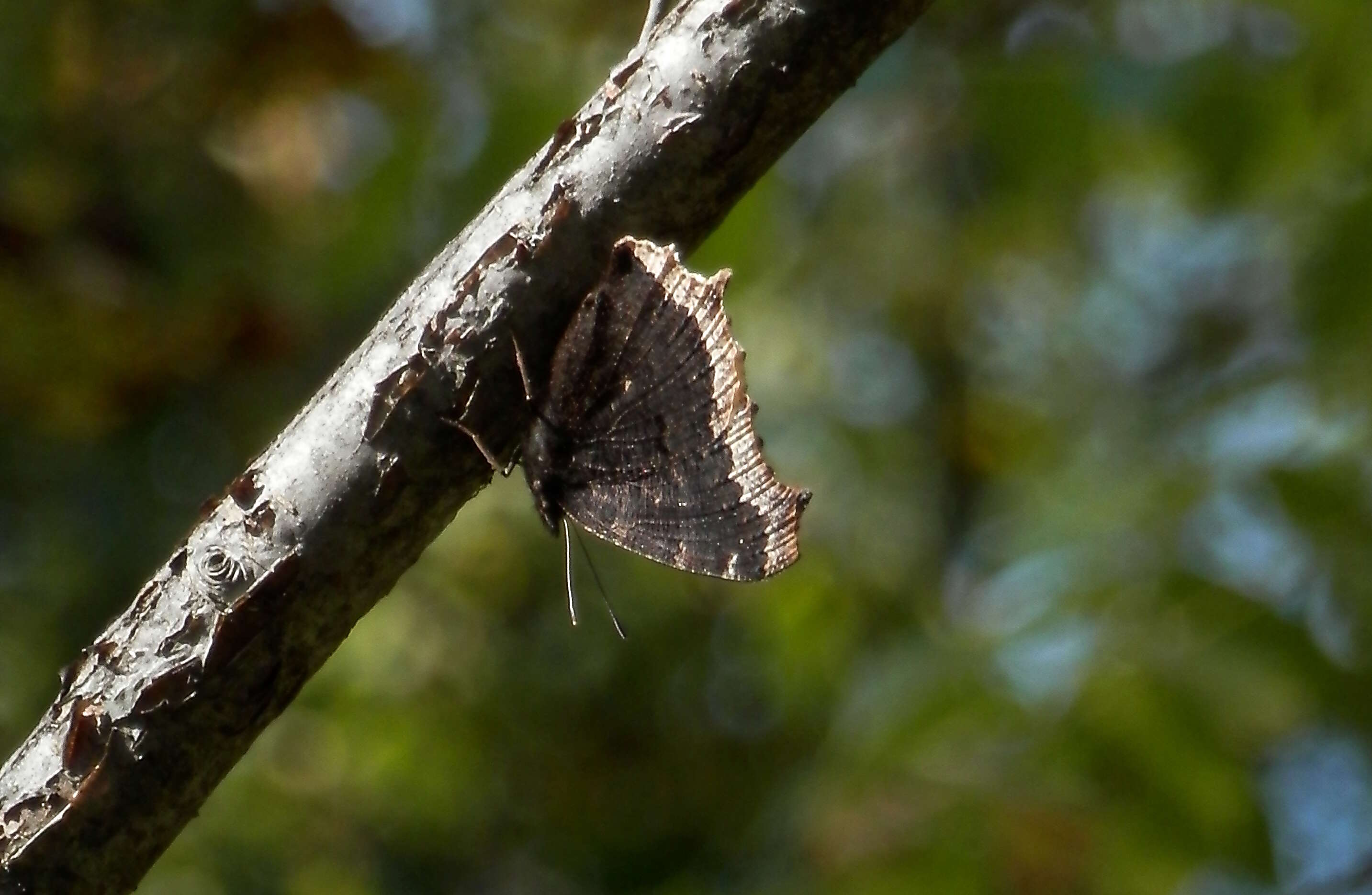 Слика од Nymphalis