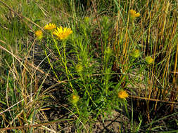 Image of Berkheya insignis (Harv.) Thell.