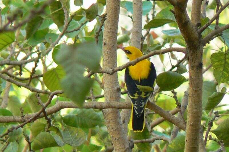 Image of Indian Golden Oriole