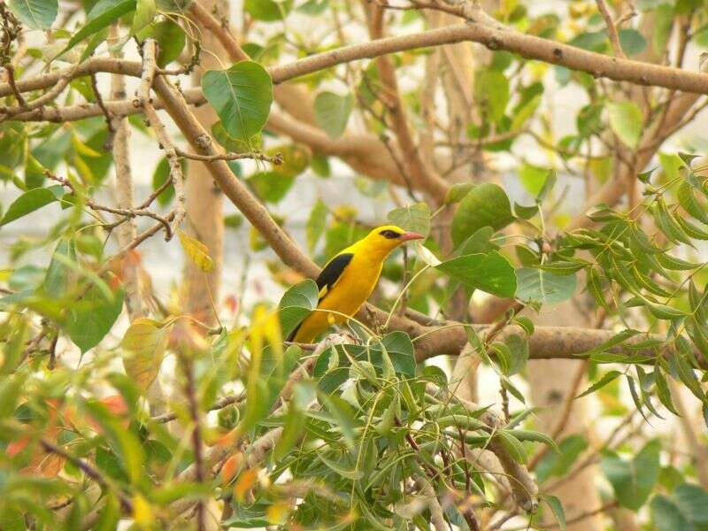 Image of Indian Golden Oriole