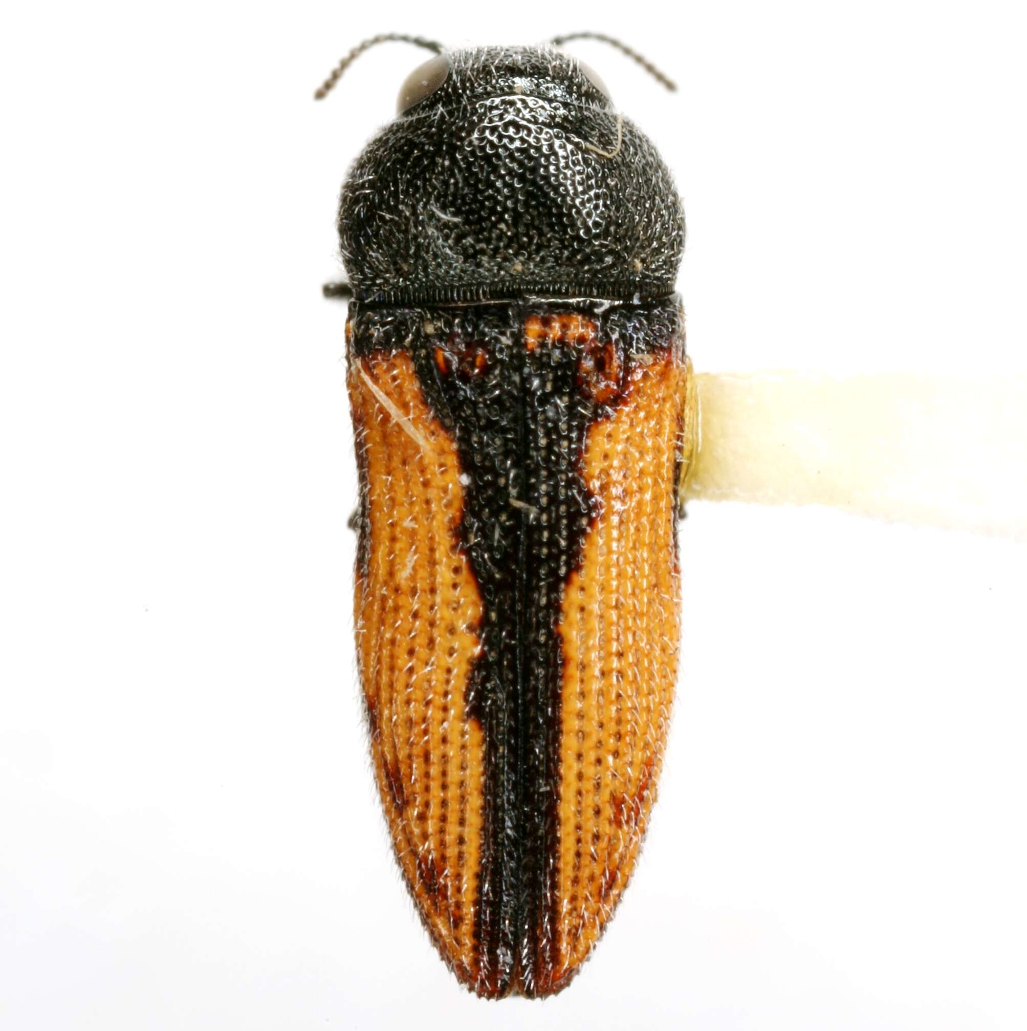 Image of Acmaeodera starrae Knull 1966