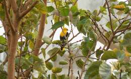 Image of Indian Golden Oriole