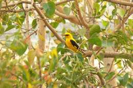 Image of Indian Golden Oriole