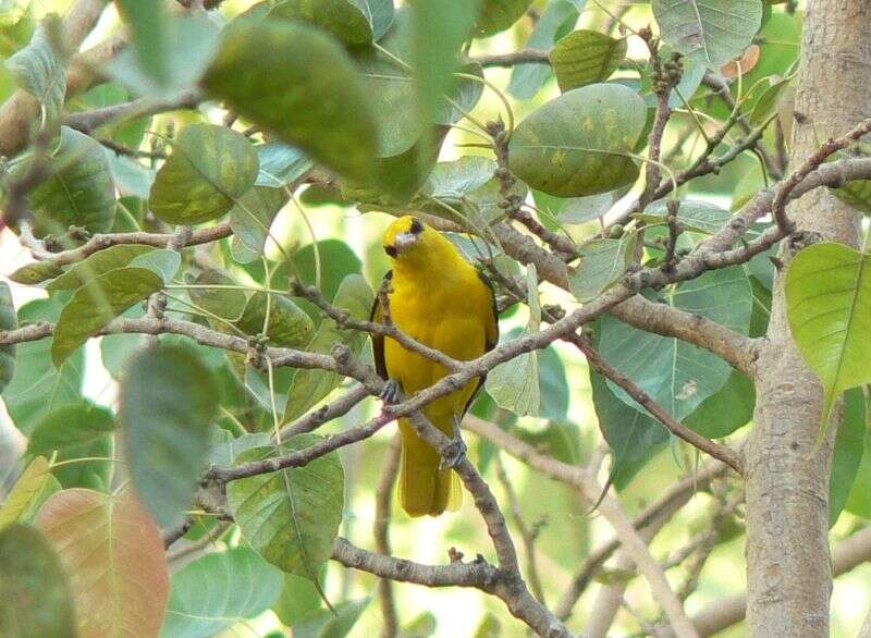 Image of Indian Golden Oriole