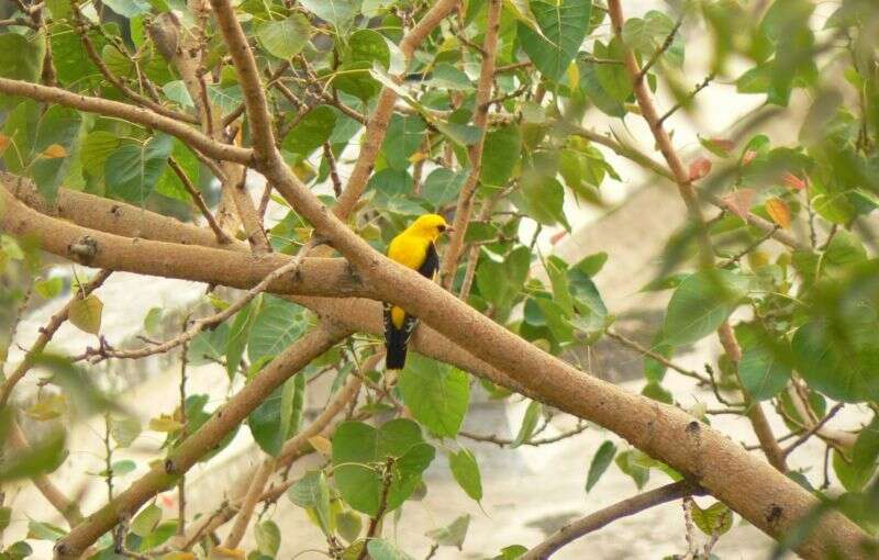 Image of Indian Golden Oriole