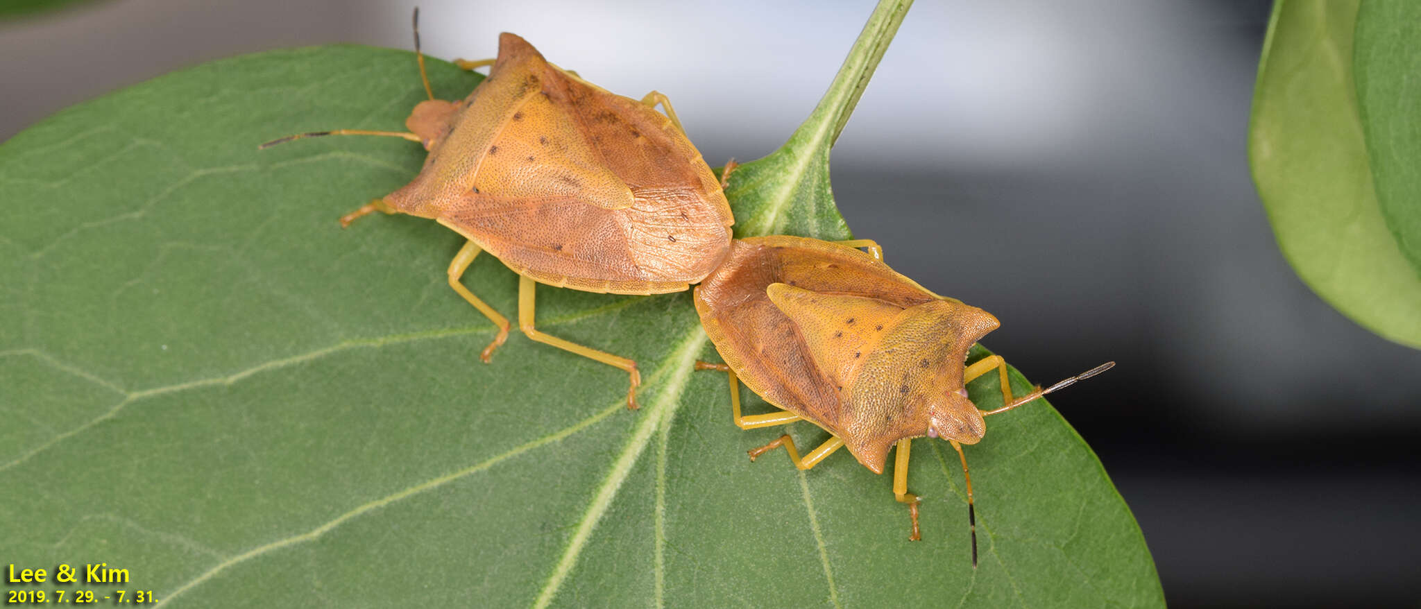 Image of Lelia decempunctata