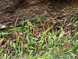 Imagem de Schizaea rupestris R. Br.