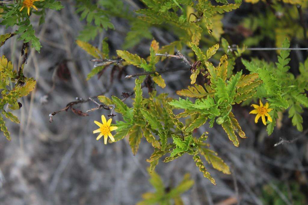 Image of Chrysactinia pinnata S. Wats.