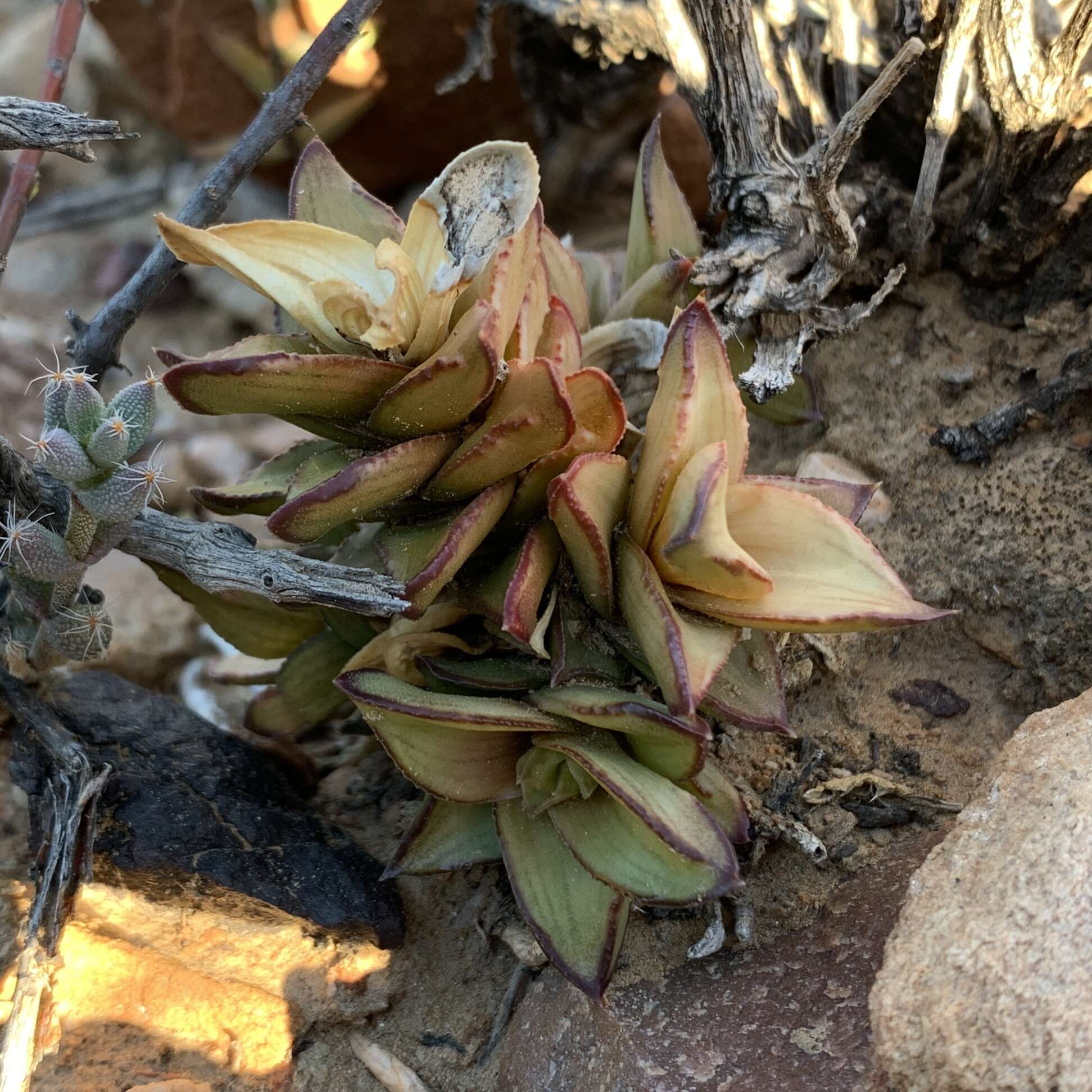 Sivun Astroloba spiralis (L.) Uitewaal kuva