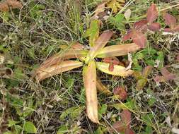 صورة Gentiana macrophylla Pall.