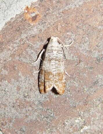 Image of Pitch Twig Moth