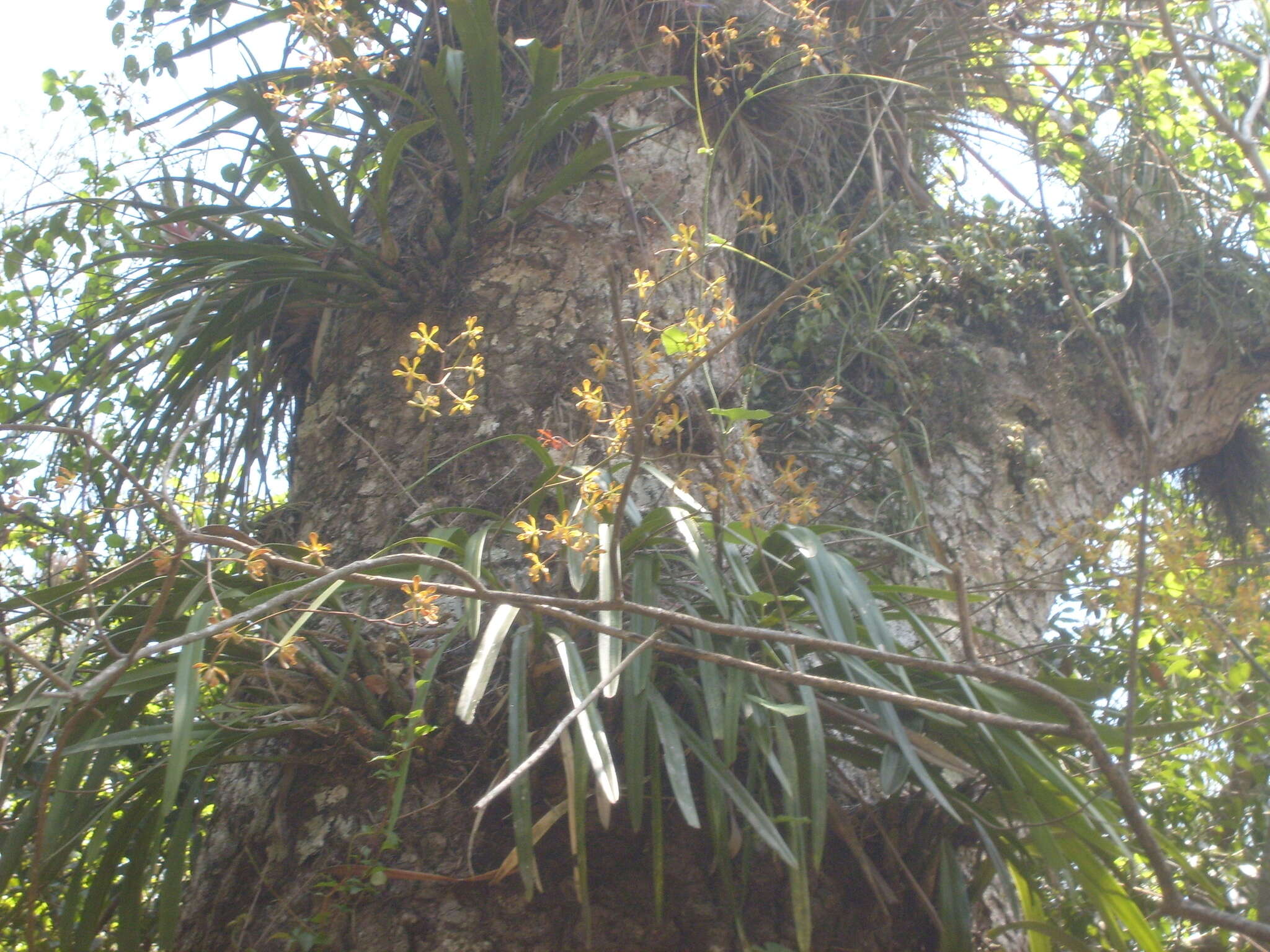 Image of Encyclia alata subsp. parviflora (Regel) Dressler & G. E. Pollard